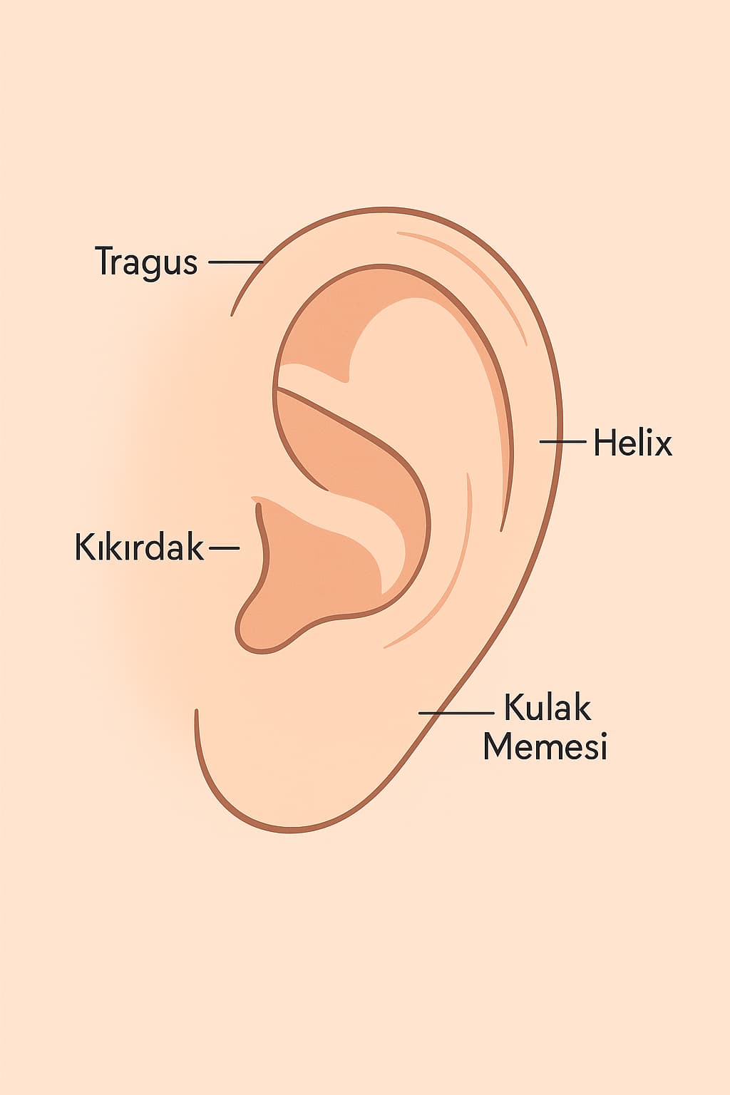 tragus-helix-kikirdak-bolumleri.jpg